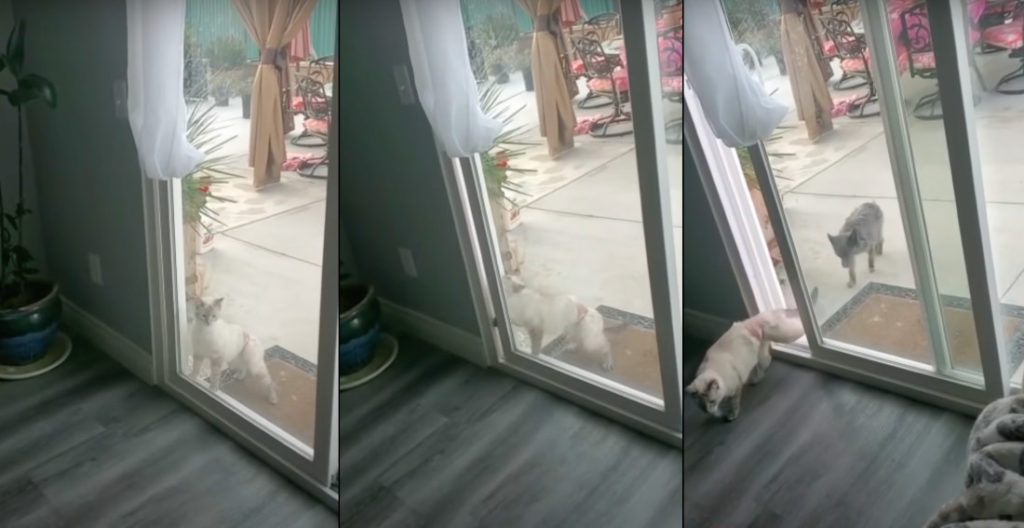 Little Cat Manages To Open Sliding Glass Door