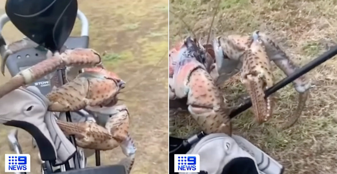 Fore!: Giant Coconut Crab Snaps Golfer’s Club In  Half