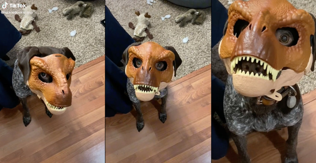 Dog Is A Perfect Fit For Dinosaur Mask