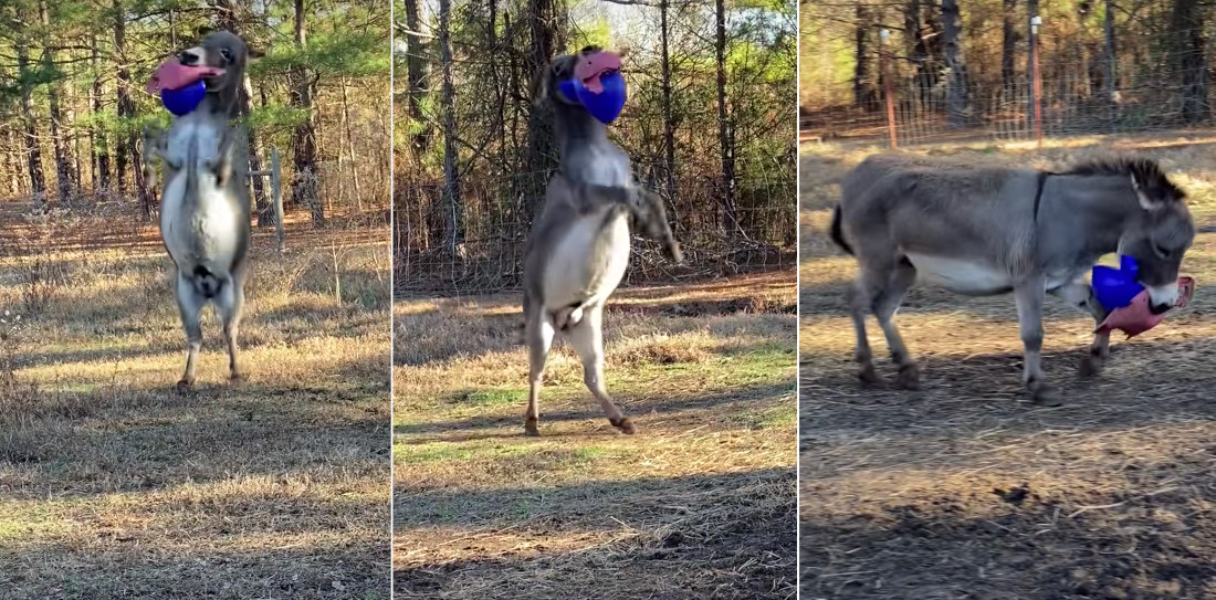 Donkey Gets Super Excited About His New Ball Toy