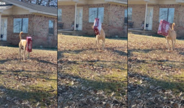 Dog Wearing Dr. Pepper Case On Head Barks At Mail Carrier