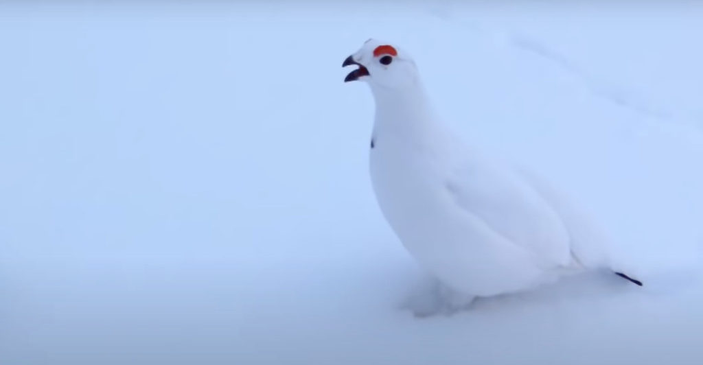 The Incredibly Unusual Sounds Of A Finnish Willow Grouse