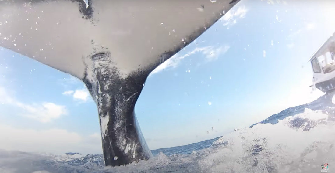 Diver Nearly Gets Tail-Flipped By Humpback Whale