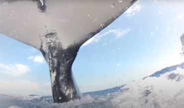 Diver Nearly Gets Tail-Flipped By Humpback Whale