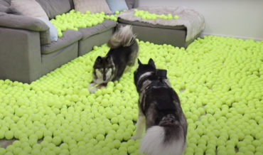 Man Films His Huskies Left At Home Alone With 2,000 Tennis Balls