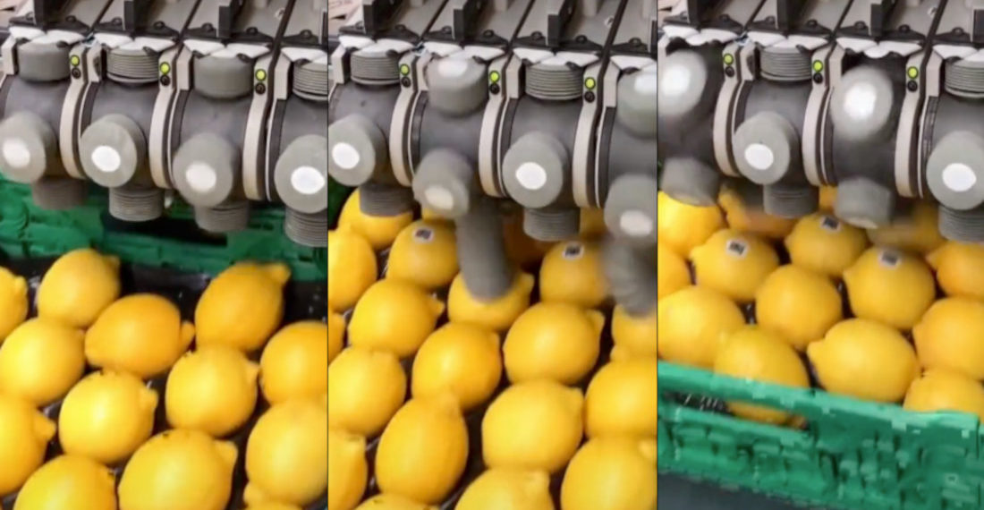 Watching An Automated Lemon-Stickering Machine: So Satisfying