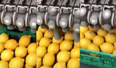 Watching An Automated Lemon-Stickering Machine: So Satisfying