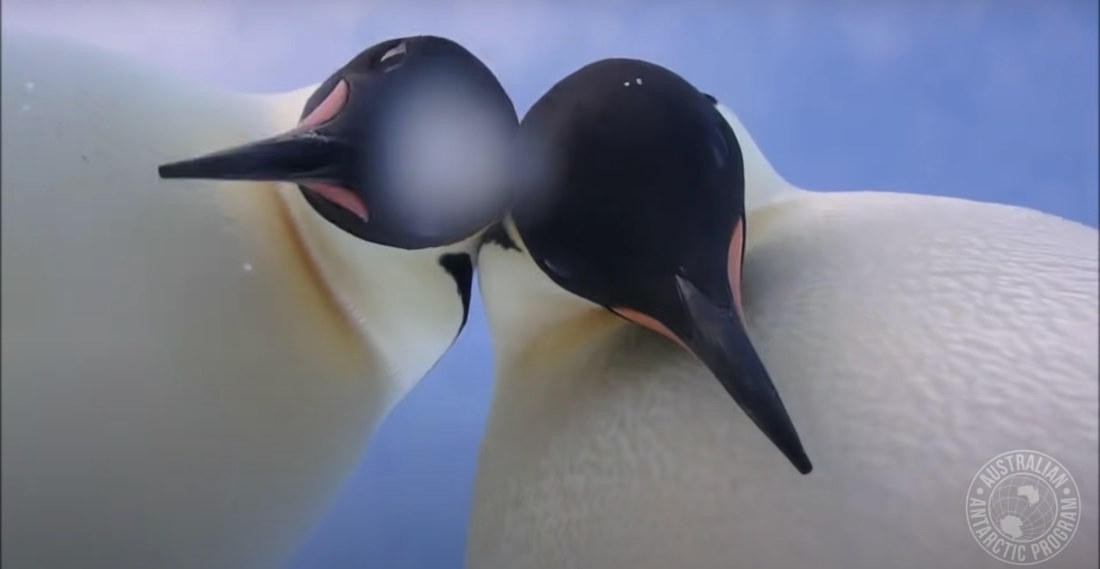 Penguins Knock Over Wildlife Camera, Take Selfie Video