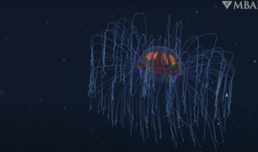 Rare Psychedelic Jellyfish Spotted By Deep Sea Rover