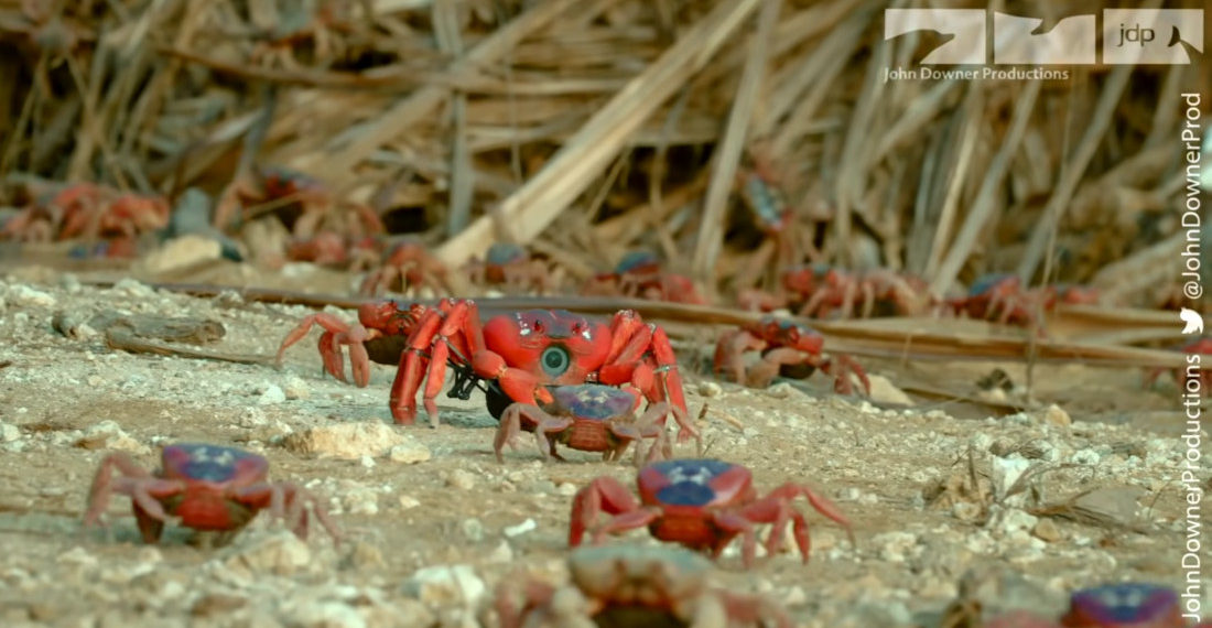 Robotic Spy Crab Captures Up-Close Footage Of Annual Crab Migration
