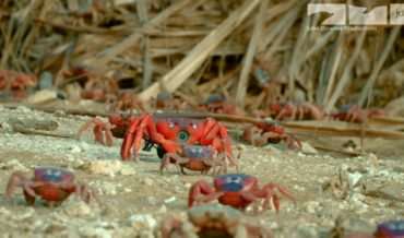 Robotic Spy Crab Captures Up-Close Footage Of Annual Crab Migration