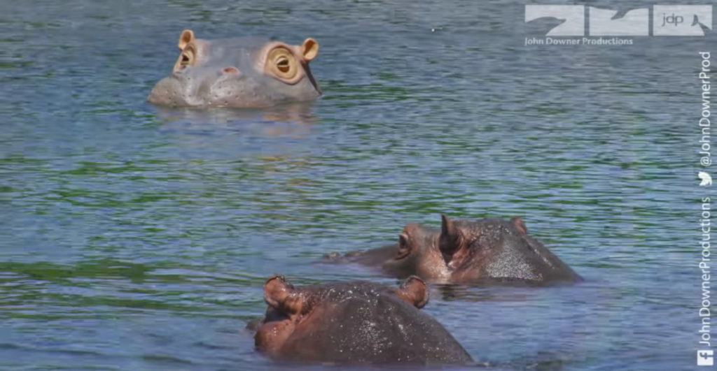 Robotic Spy Hippo Provides Up-Close-And-Personal Footage Of Wild Hippo Herd