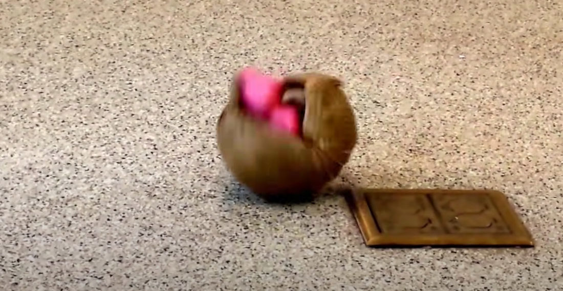 Rollie The Armadillo Rolls Up With His Ball Pit Balls