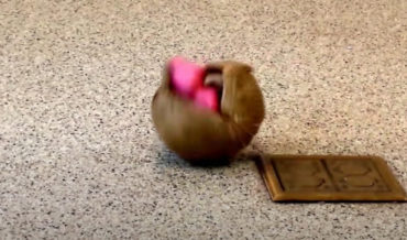 Rollie The Armadillo Rolls Up With His Ball Pit Balls