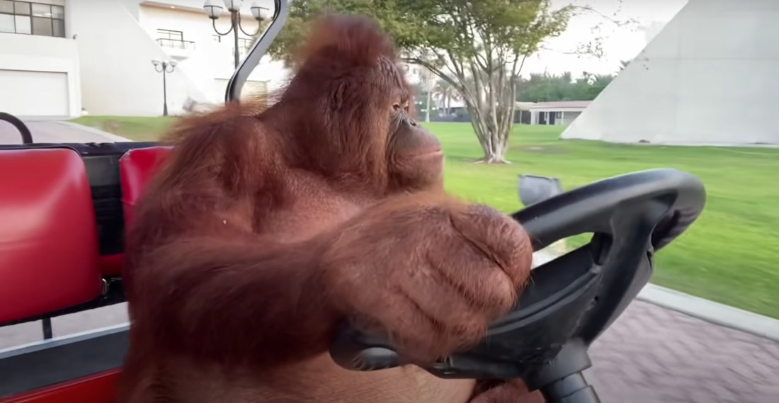 Orangutan Driving Golf Cart/Sopranos Intro Mashup: Thanks, Internet!