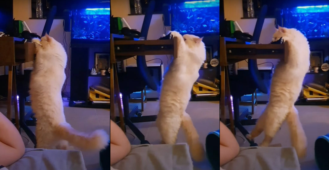 Determined Cat Opens And Climbs Drawer For Catnip