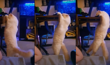 Determined Cat Opens And Climbs Drawer For Catnip