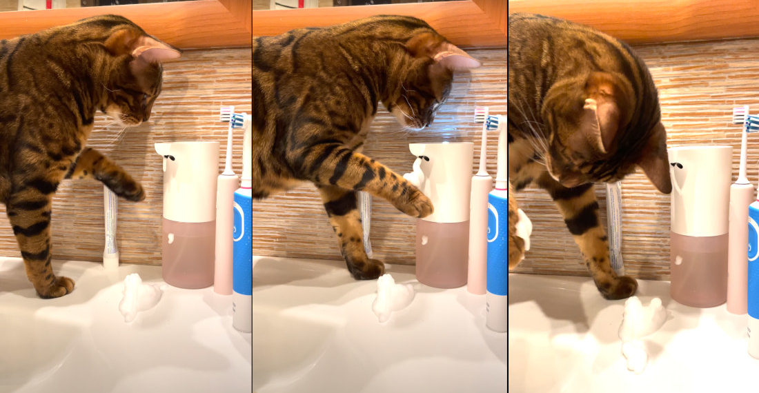 Cat Discovers Automated Hand Soap Dispenser