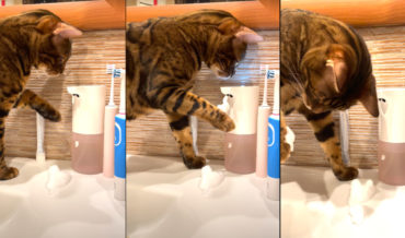 Cat Discovers Automated Hand Soap Dispenser