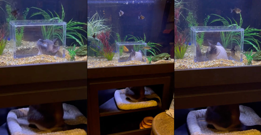 Custom Aquarium That Pet Cats Can Stick Their Heads Up Into