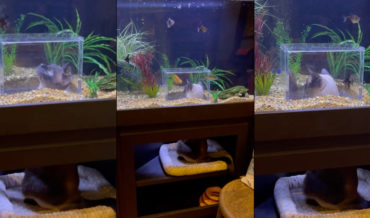 Custom Aquarium That Pet Cats Can Stick Their Heads Up Into
