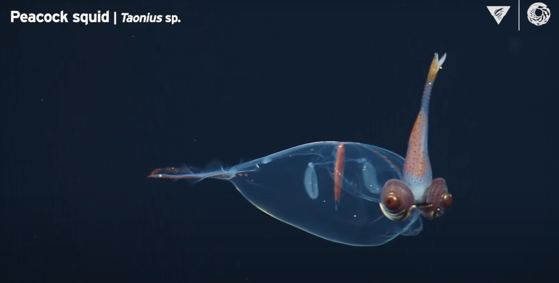 10 Minutes Of Deep Sea Aliens: WTF Is That?!