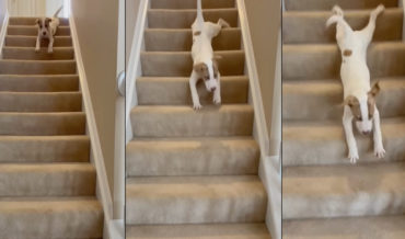 Why Walk?: Dog Slides Down The Stairs