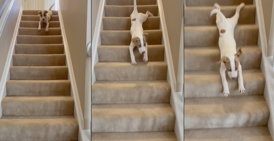 Why Walk?: Dog Slides Down The Stairs