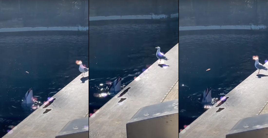 Dolphin Teases Seagull With A Fish