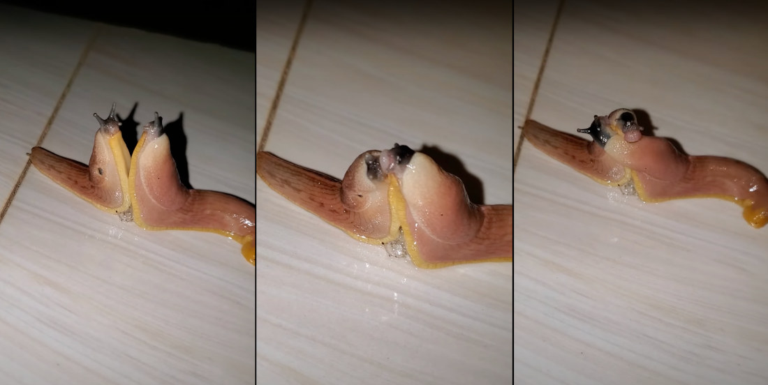 Yow Yow!: Two Slugs Doing The Nasty