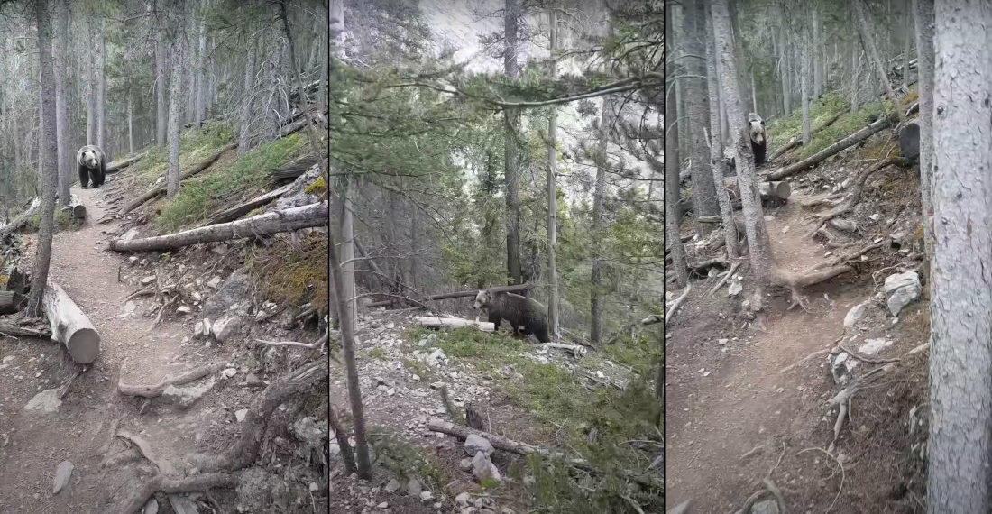 Grizzly Bear Encounter While On Hike