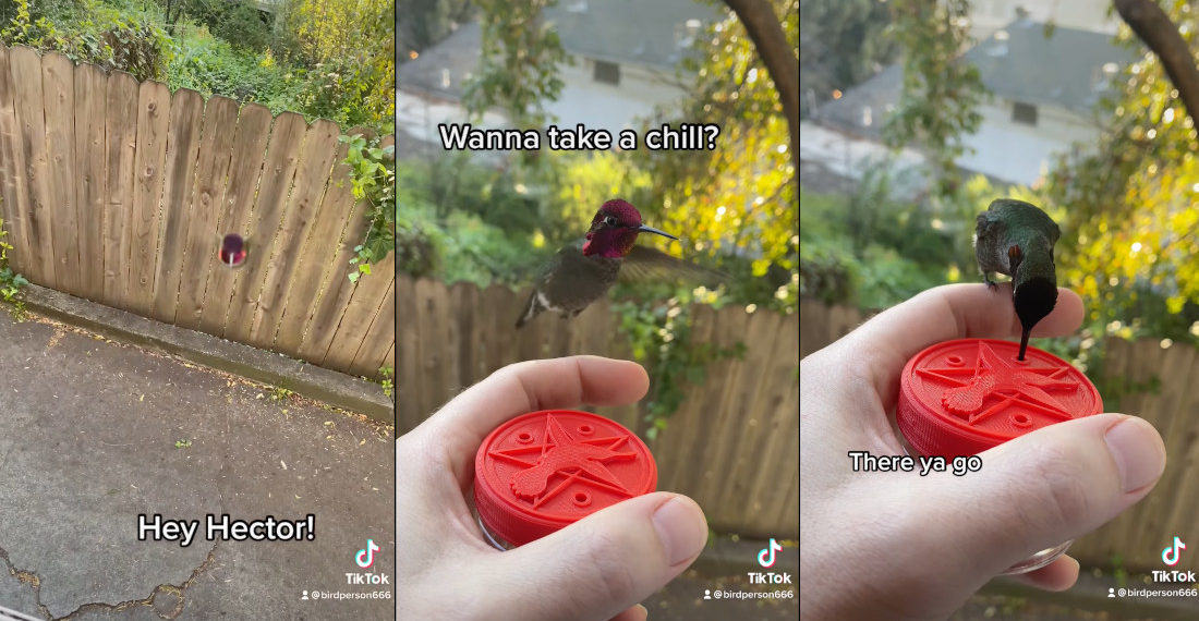 Man Hand-Feeds Friendly Hummingbird That Comes To Visit