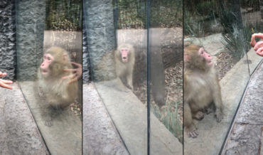 Did Anybody Else See That?!: Monkey Has Mind Blown By Magic Trick