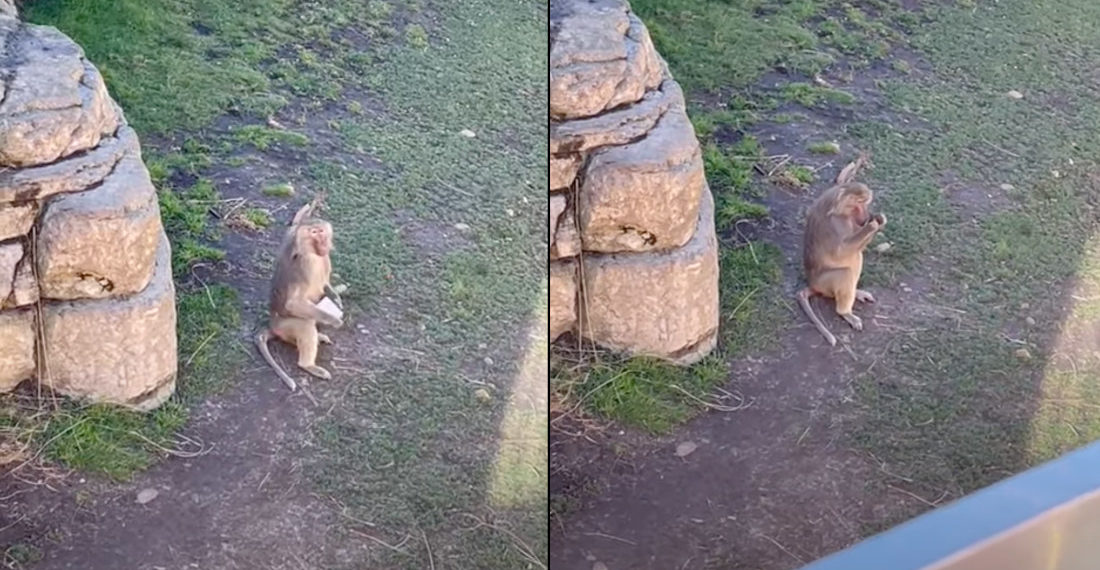 Monkey Attempts To Use Phone Dropped In Zoo Enclosure