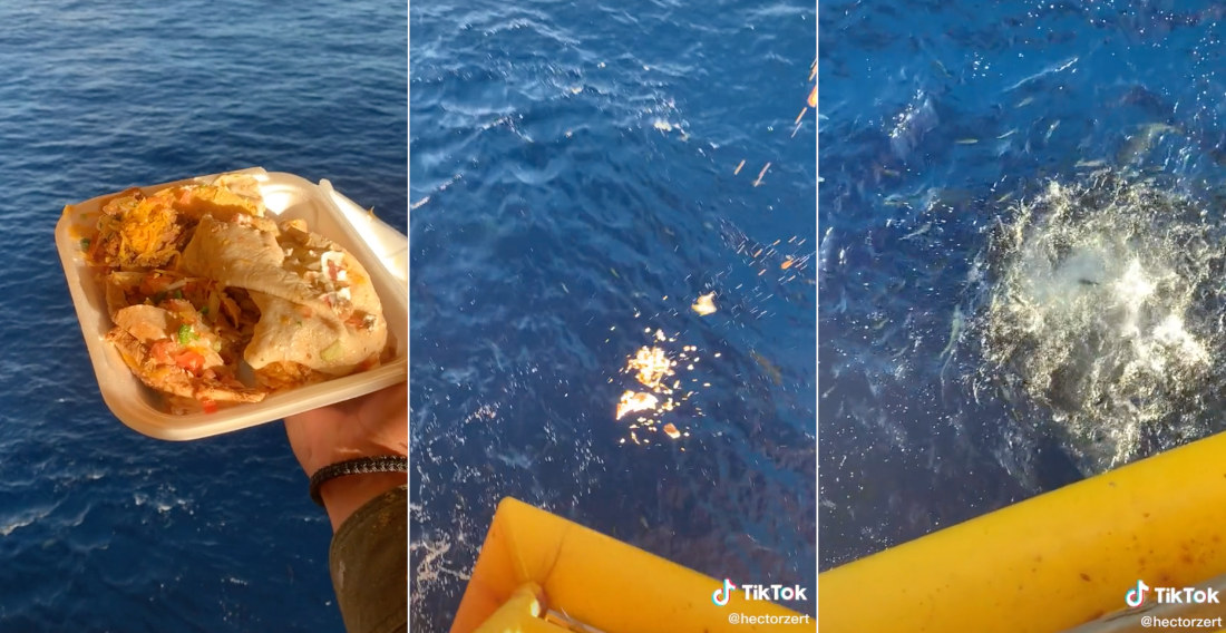 Food Tossed From Oil Platform Sparks Feeding Frenzy