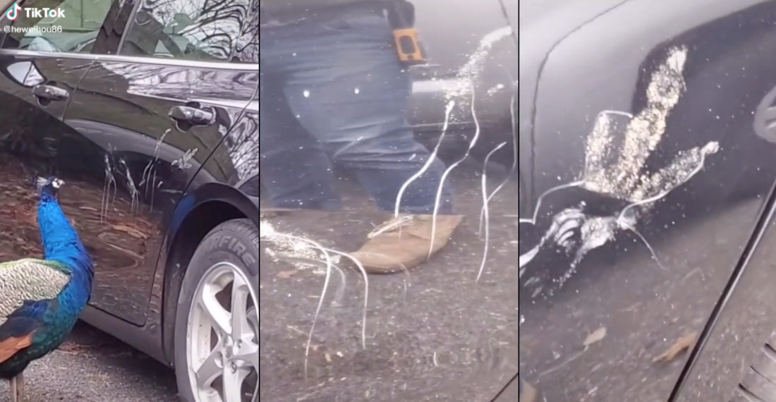 Peacock Destroys Car Door Trying To Fight Itself
