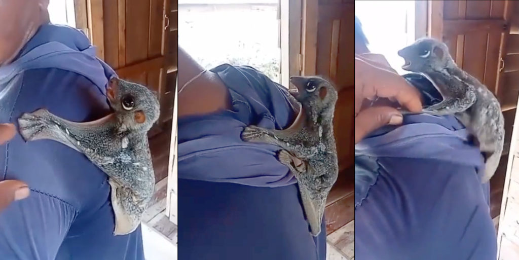 Look At This Real-Life Pokemon Hanging On A Dude's Back