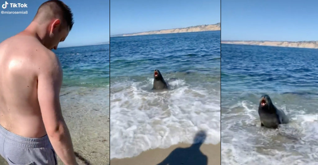 Surprise!: A Wild Sea Lion Appears