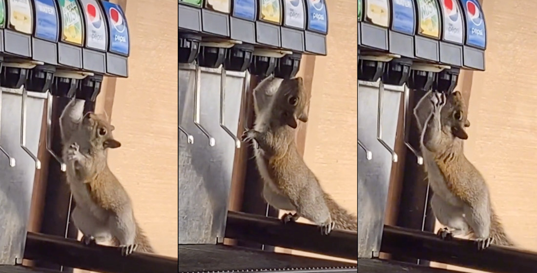 Squirrel Helps Itself To Soda From Fountain Drink Dispenser