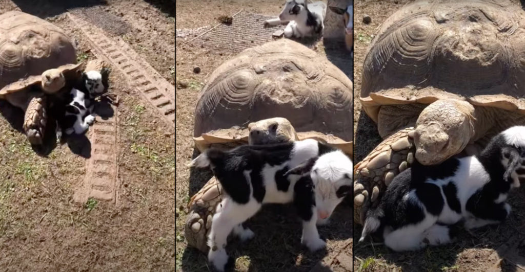 Ike The Giant Tortoise Loves Newborn Goat