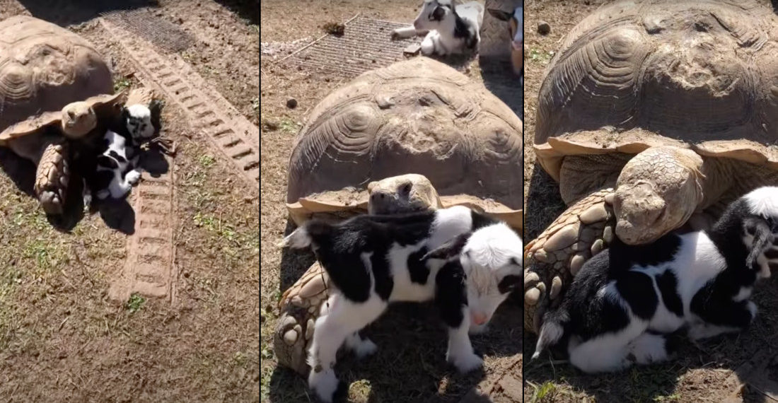 Ike The Giant Tortoise Loves Newborn Goat