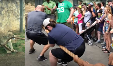 Three WWE Wrestlers Attempt Game Of Tug Of War With Lion Cub, Can’t Budge It