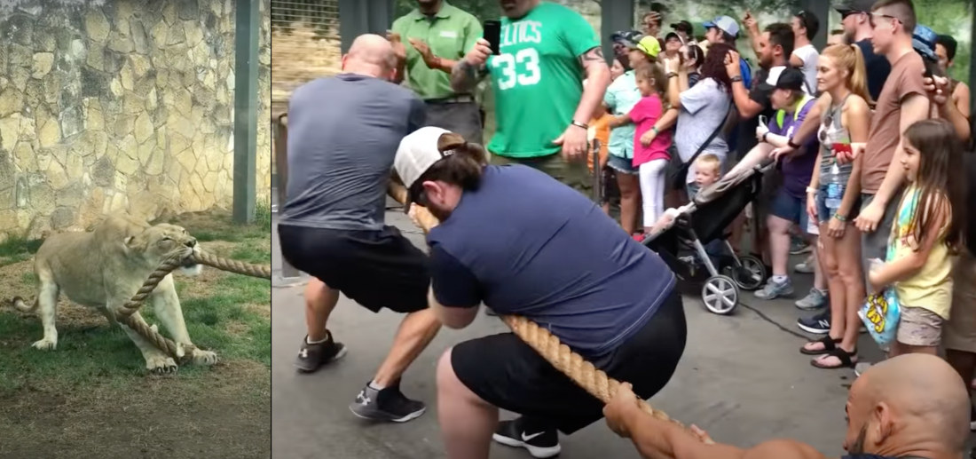 Three WWE Wrestlers Attempt Game Of Tug Of War With Lion Cub, Can’t Budge It