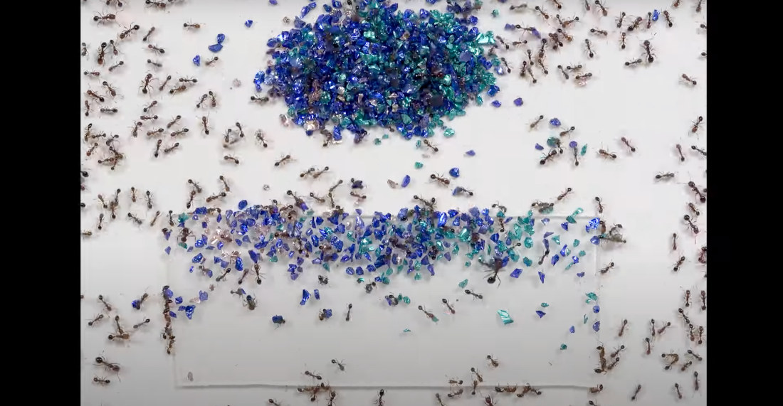 Timelapse Of Ants Paving A Bridge Over Sticky Tape