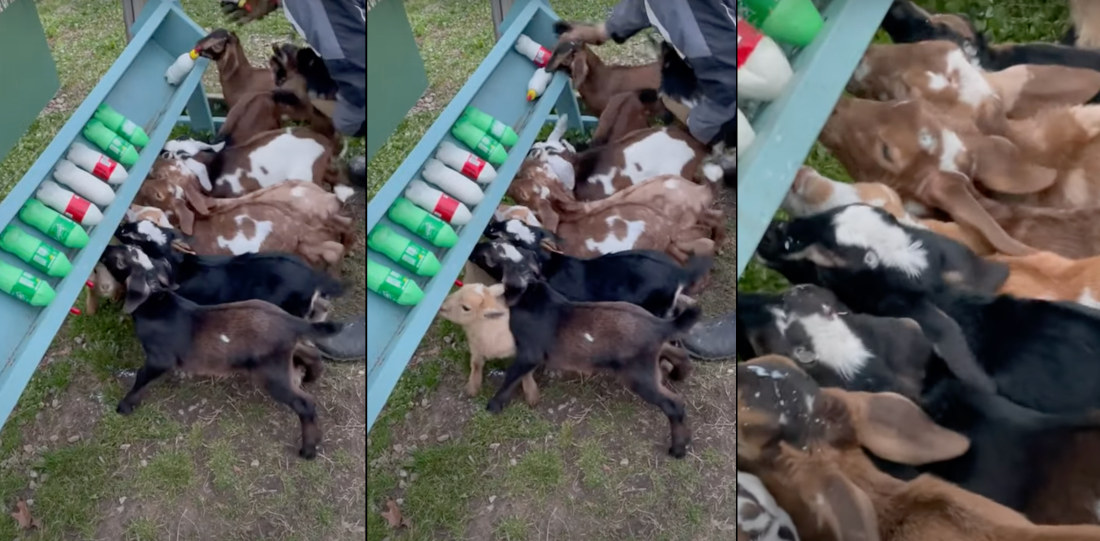 Awww: Special Milk Rack Built For Feeding Herd Of Baby Goats