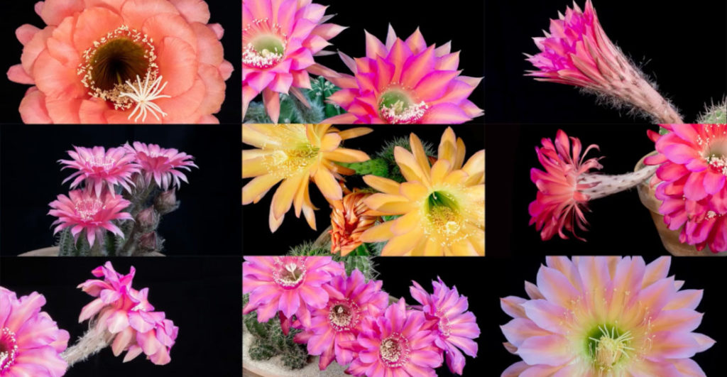 Stunning Timelapse Of The  One-Night-Only Blooms Of <em>Echinopsis</em> Cacti