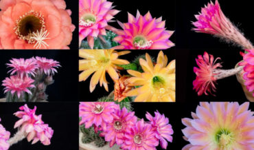 Stunning Timelapse Of The  One-Night-Only Blooms Of Echinopsis Cacti