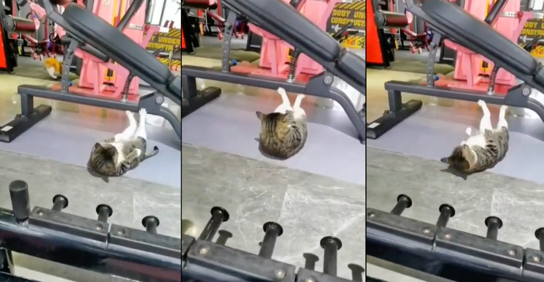 Oh, You Know, Just A Cat Working Out At The Gym