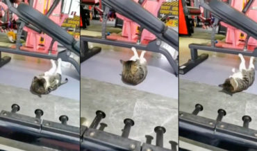 Oh, You Know, Just A Cat Working Out At The Gym