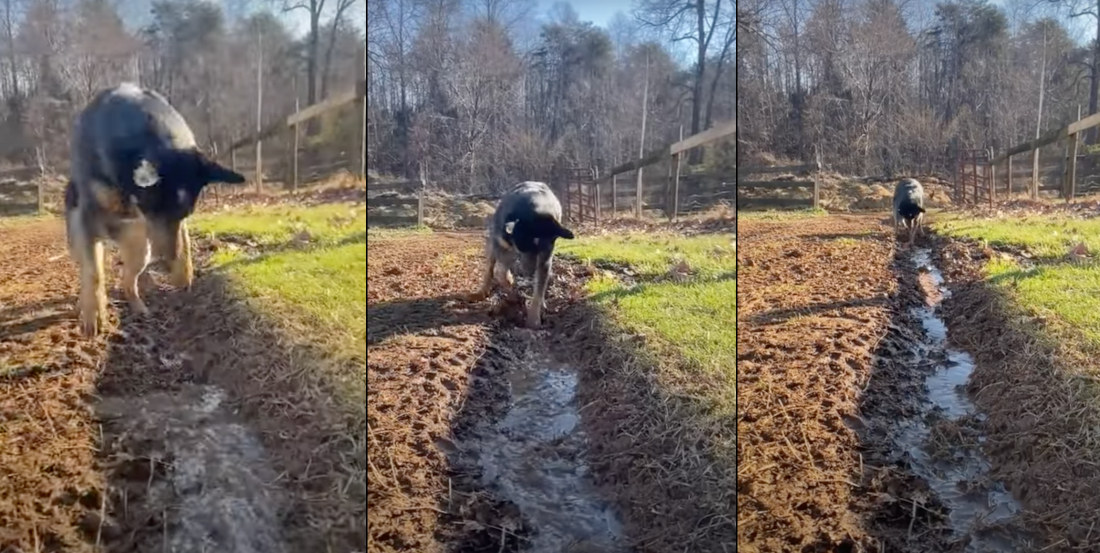 Dog Energetically Digs Trench To Keep Water Flowing